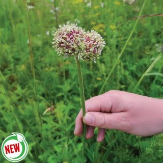 Music Garlic Bulbils Thumbnail